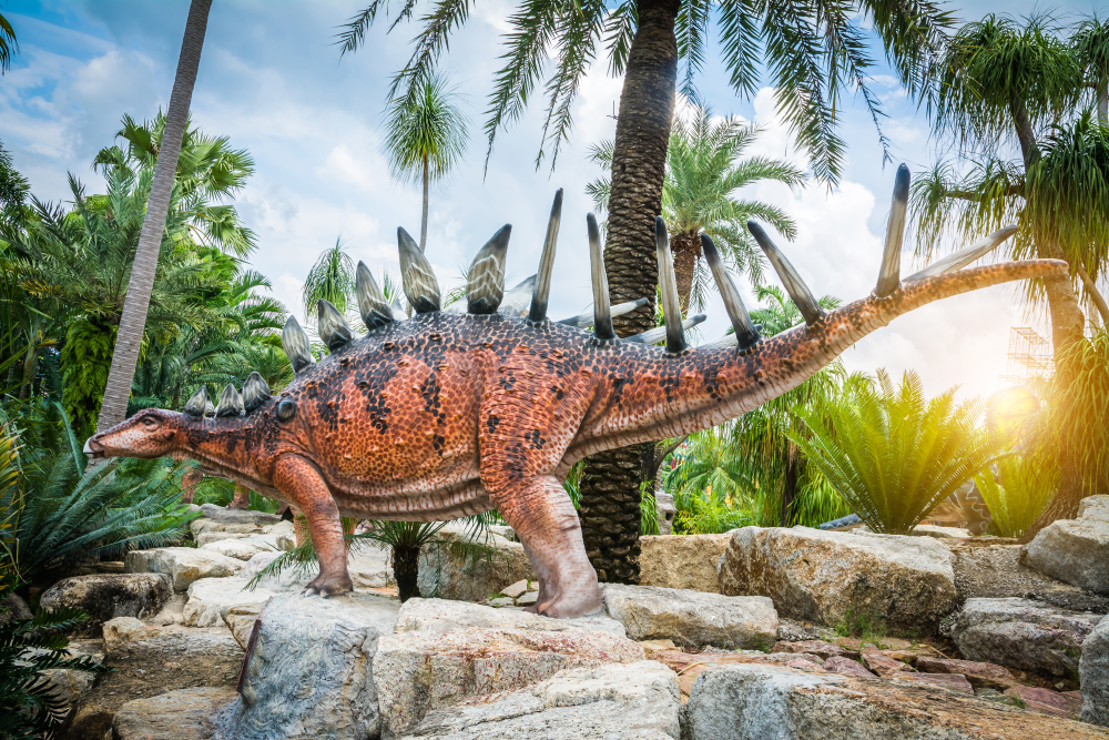 Kentrosaurus is a genus of stegosaurian dinosaur from the Late Jurassic of Tanzania, stand on the stone at Nong Nooch Dinosaur Valley