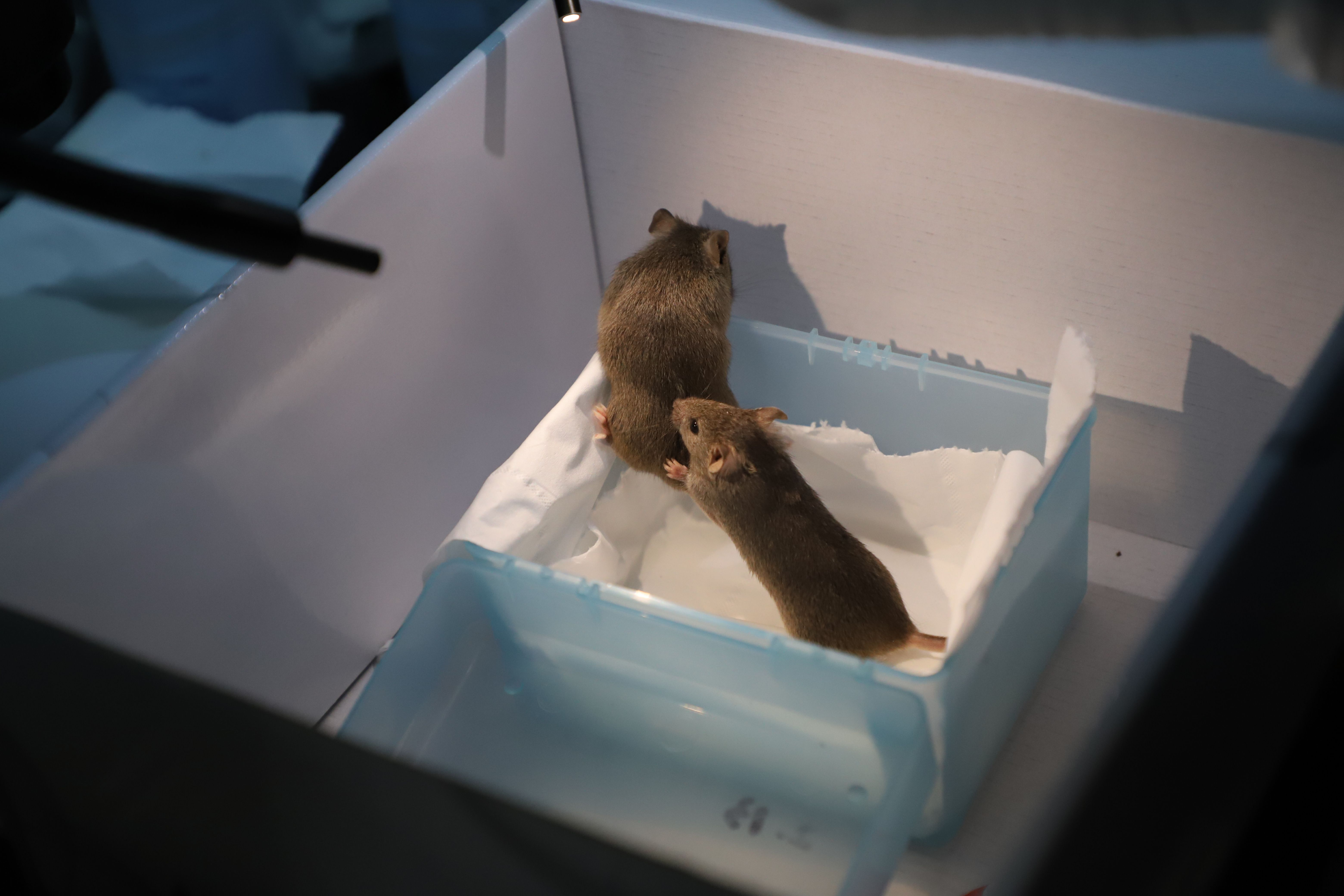 Two bi-paternal mice in a box