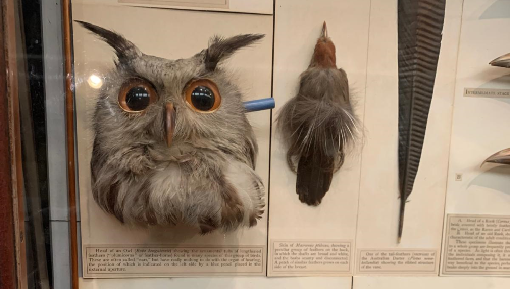 a pencil in the ear of an owl, showing the ear is slightly below the eye