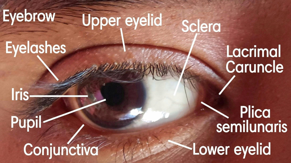 an annotated photograph of a human eye showing that the plica semilunaris is close to the inside of the eye