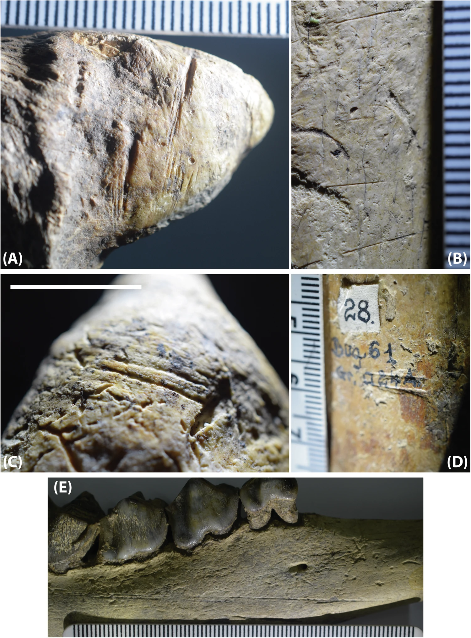 cut marks on bones from oltet river valley assemblage