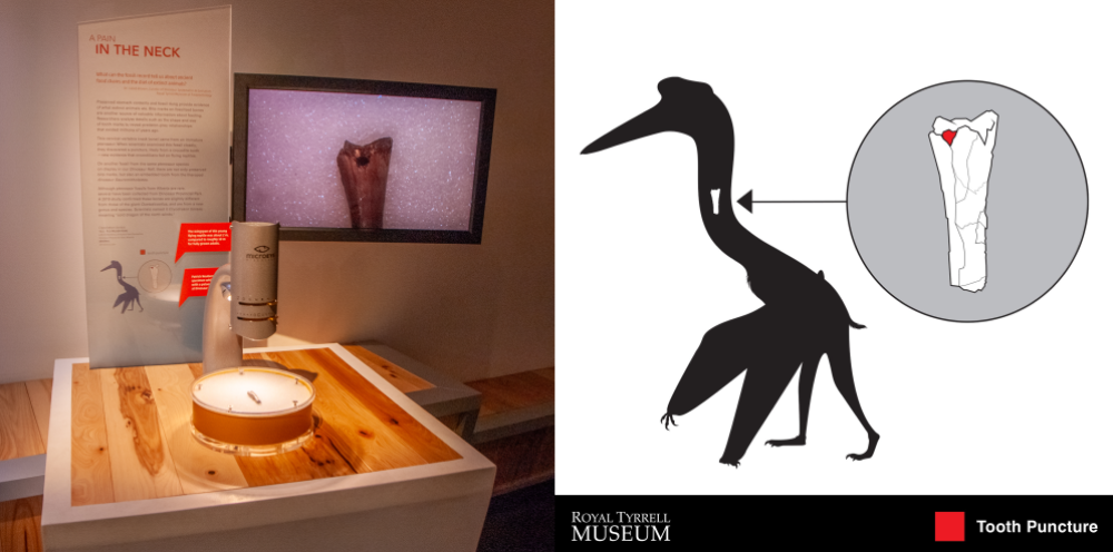 The vertebrae on display at the Royal Tyrrell Museum of Palaeontology, and a silhouette demonstrating where the bone was located in the animal (in the neck)