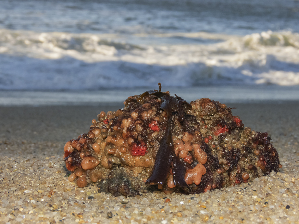 pyura chilensis on a beach with waves in the background, its a lumpy rock with gooey red bits