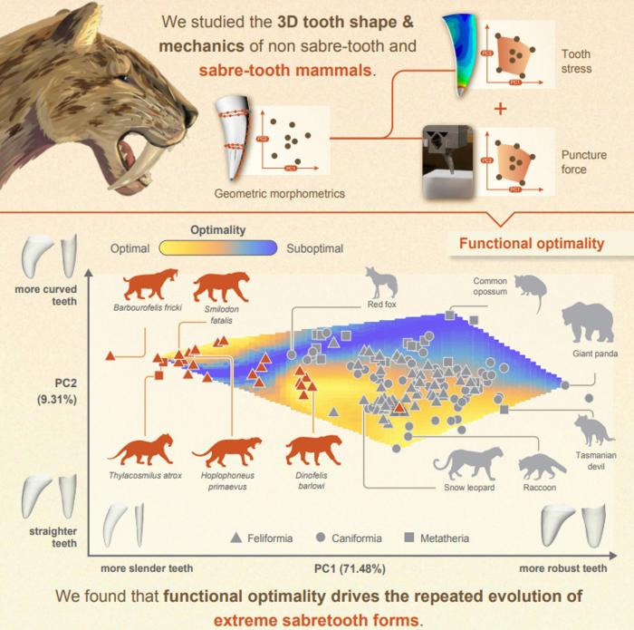 Although a range of sabre-tooth shapes work well, there is a suboptimal valley which may have caught some species.