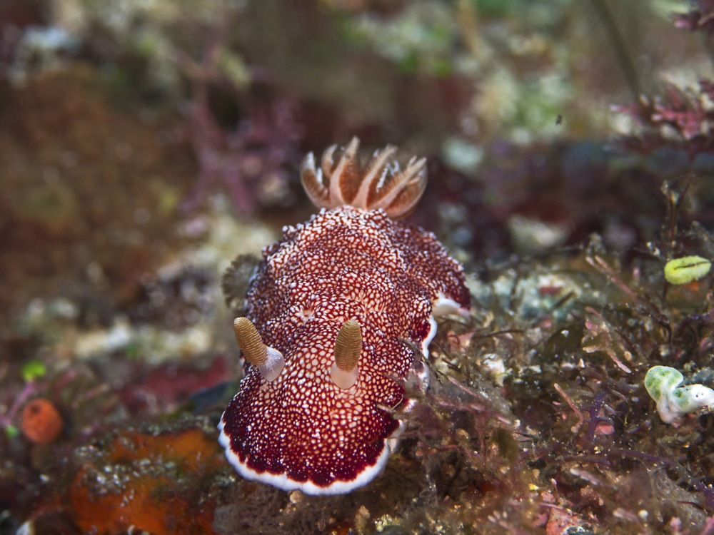 a sea slug with red dotted patterning and a frilly back moving over a rock