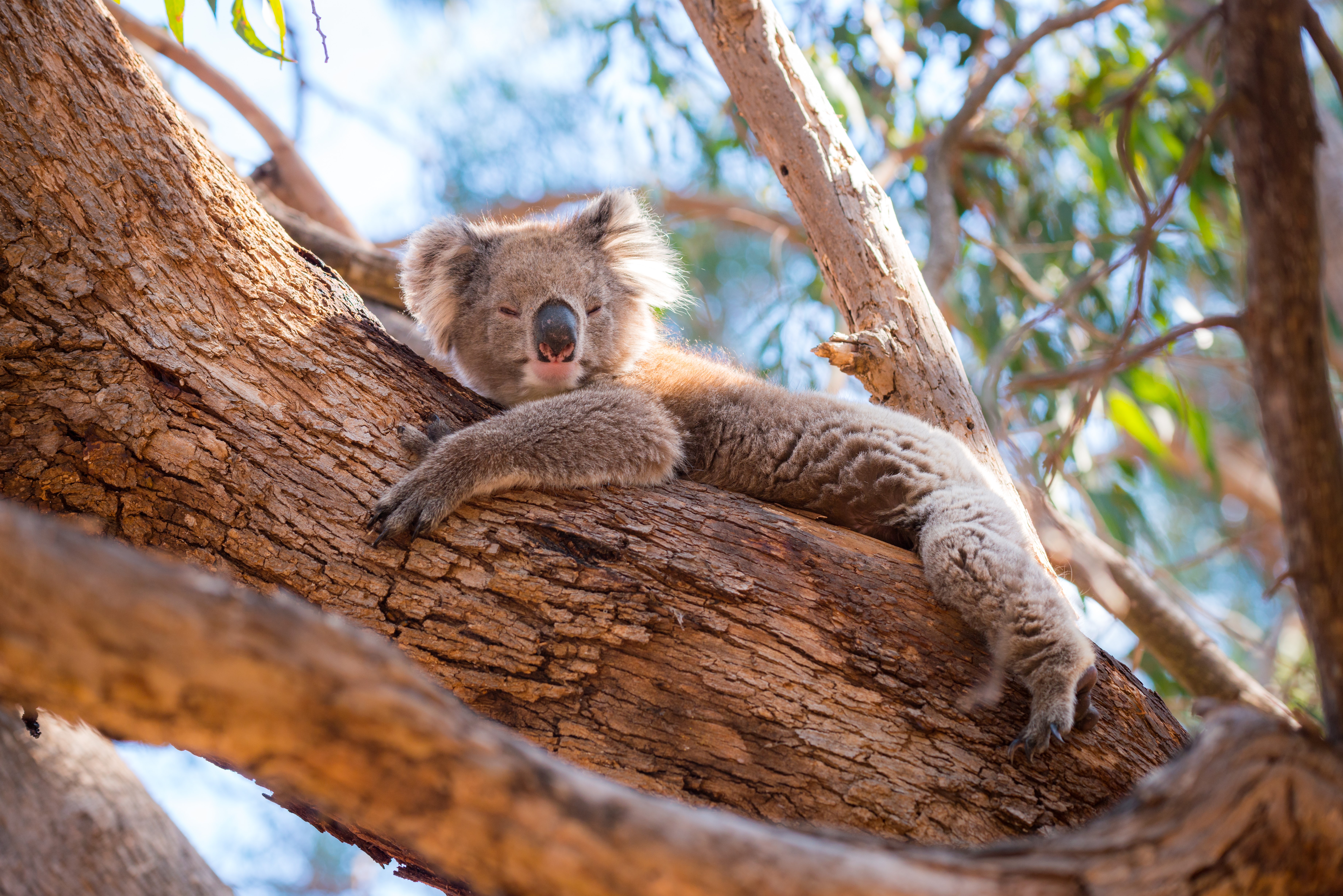 Koala laying in a tree