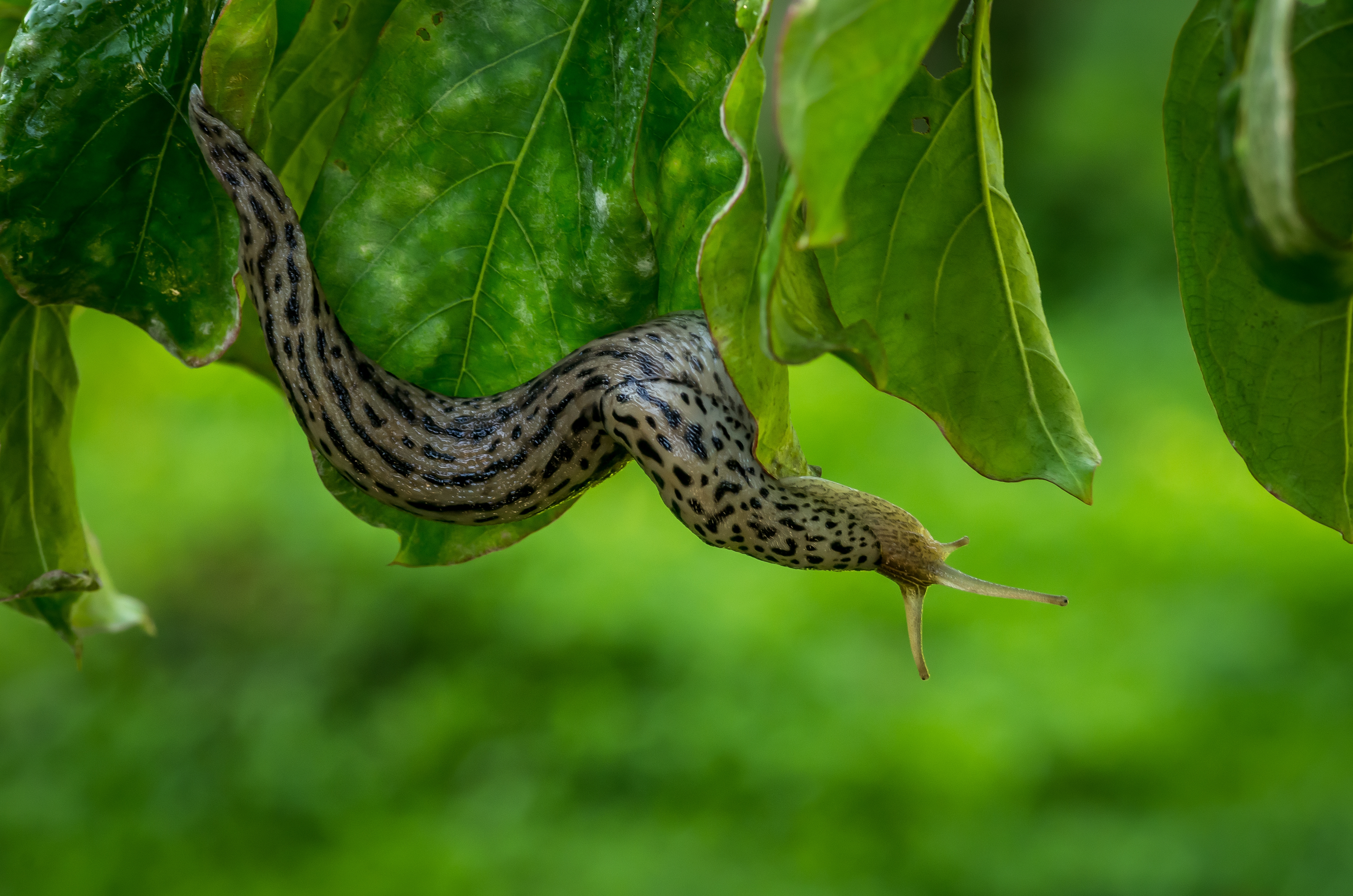 Large leopard slug moving along a leaf