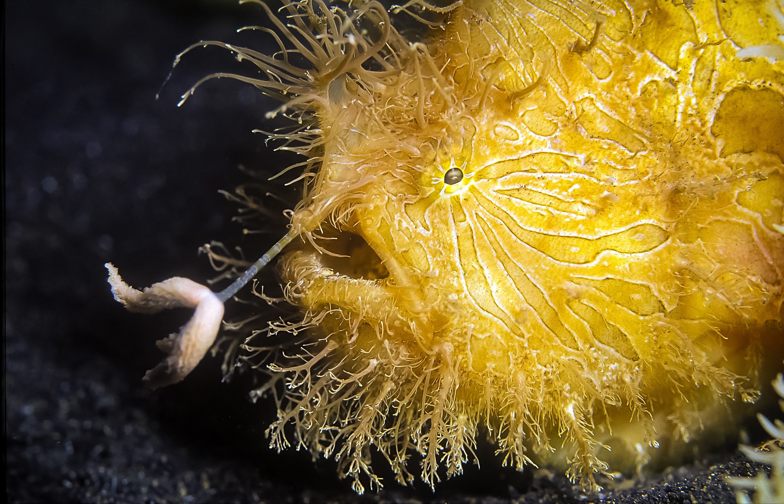 close up photograph of a frogfish, it is yellow and covered in hair-like, branched structures