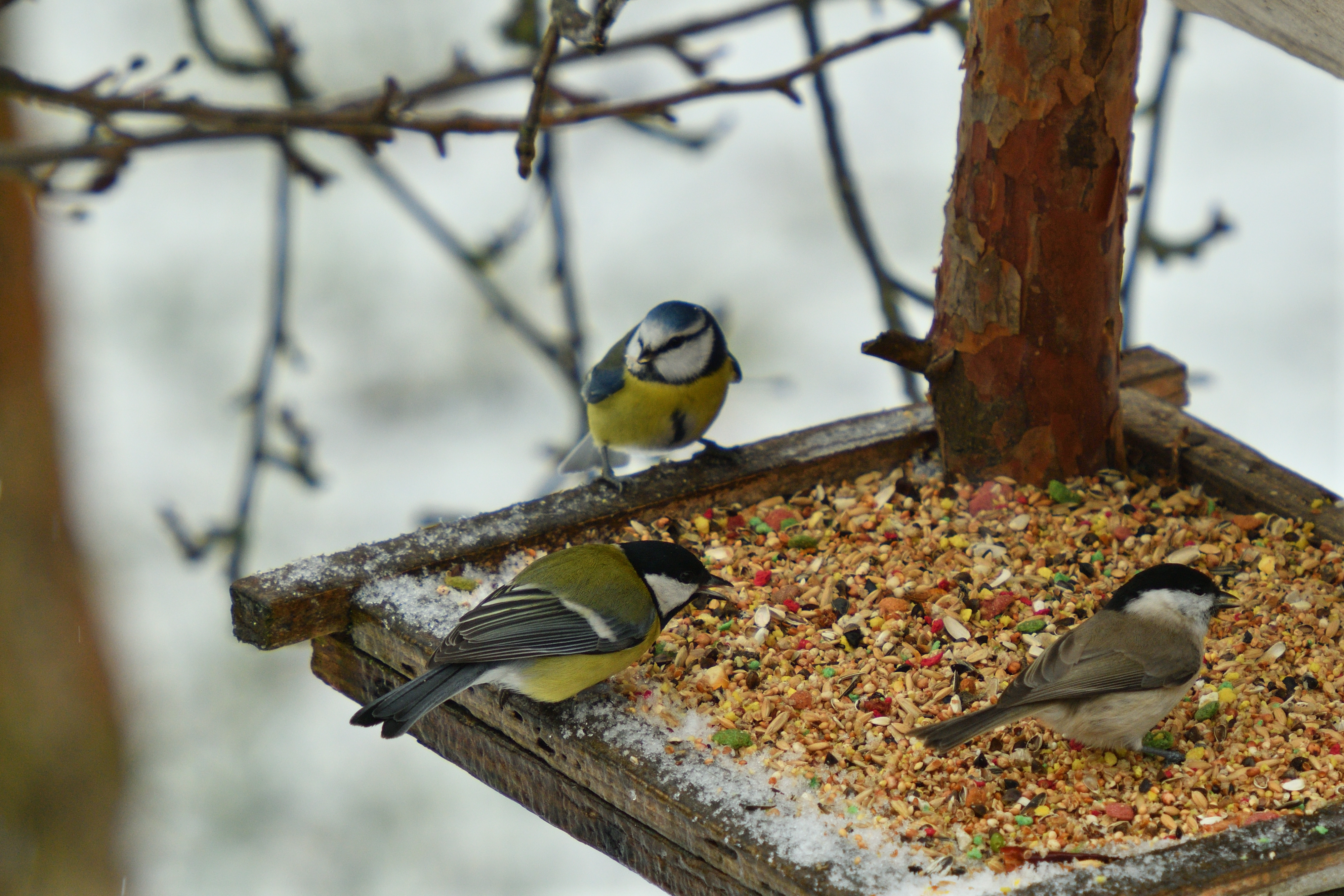 three small birds, a variety of tits, eating seeds on a bird feeding platform in the snow