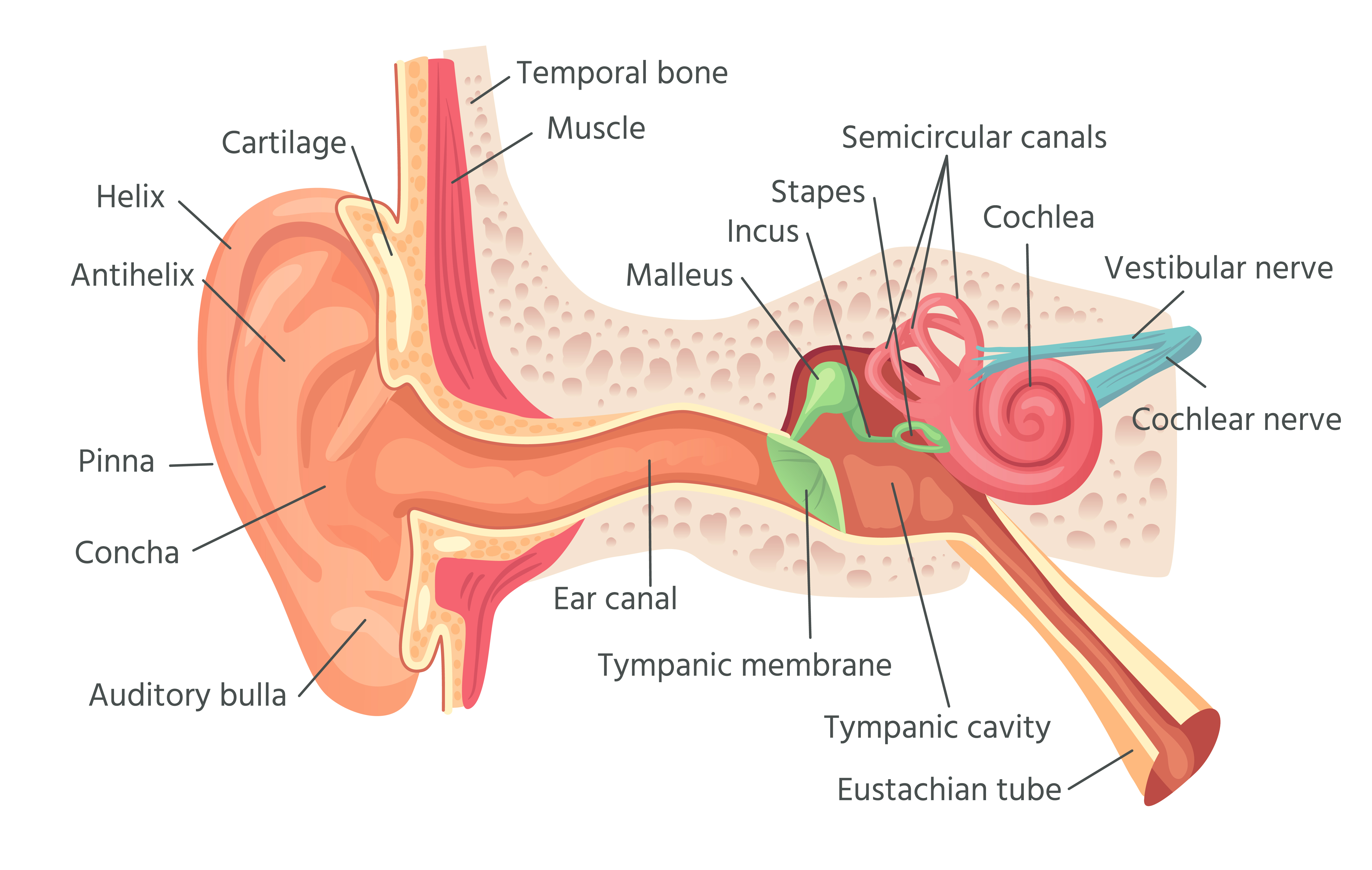 illustrated and labelled diagram of human ear anatomy