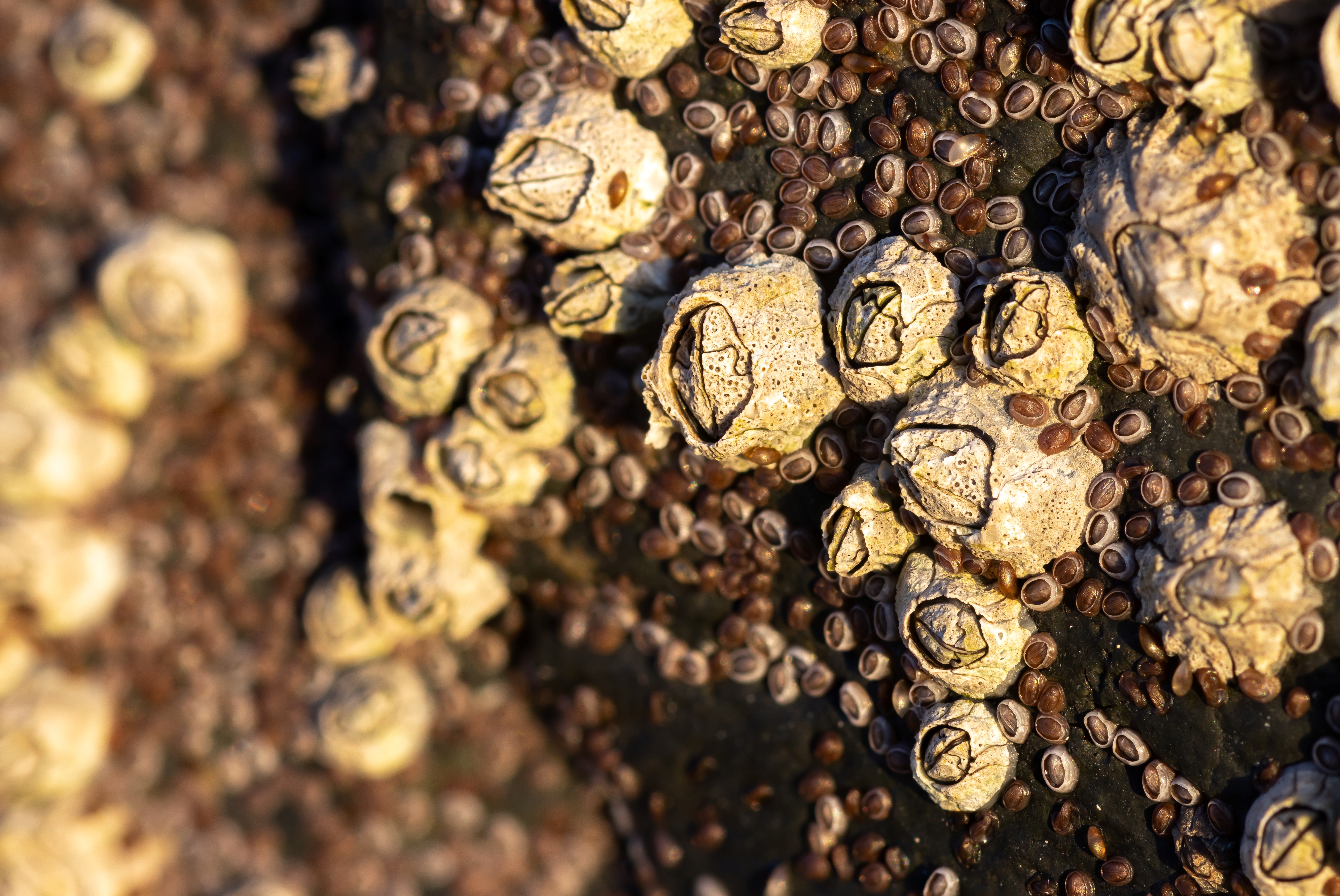 Acorn barnacles