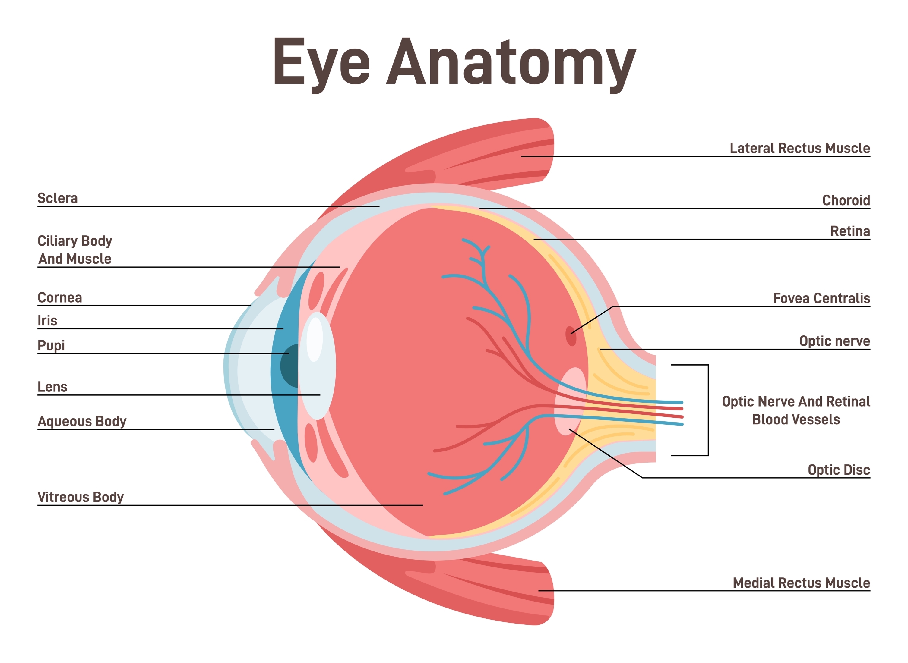 Eye anatomy diagram