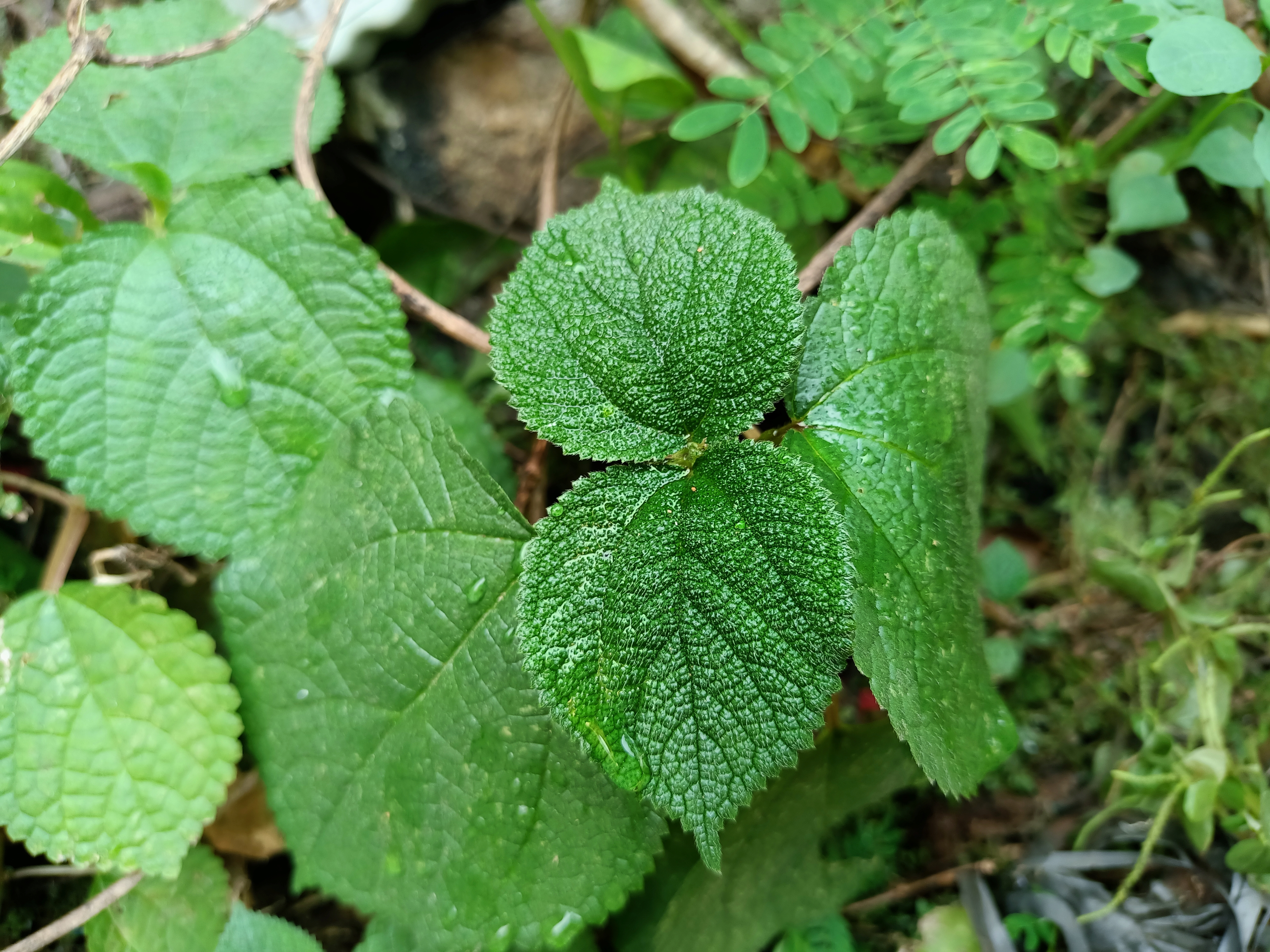 photograph of Dendrocnide moroides, commonly known as gympie gympie