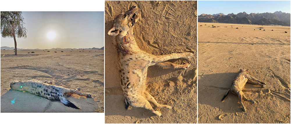 three photos of a spotted hyena on the ground after being shot