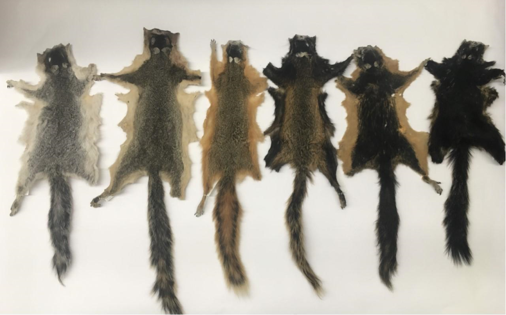 squirrel pelts show different fur colors shaped by fire melanism