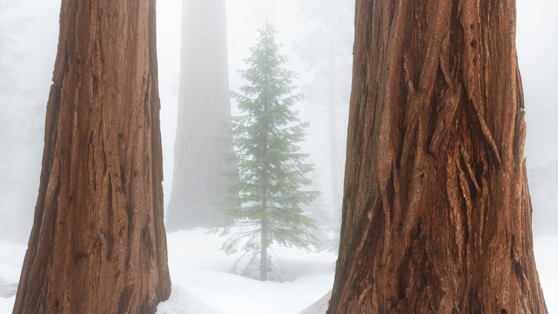 One long fir tree is surrounded by giant sequios in the snow and fog.