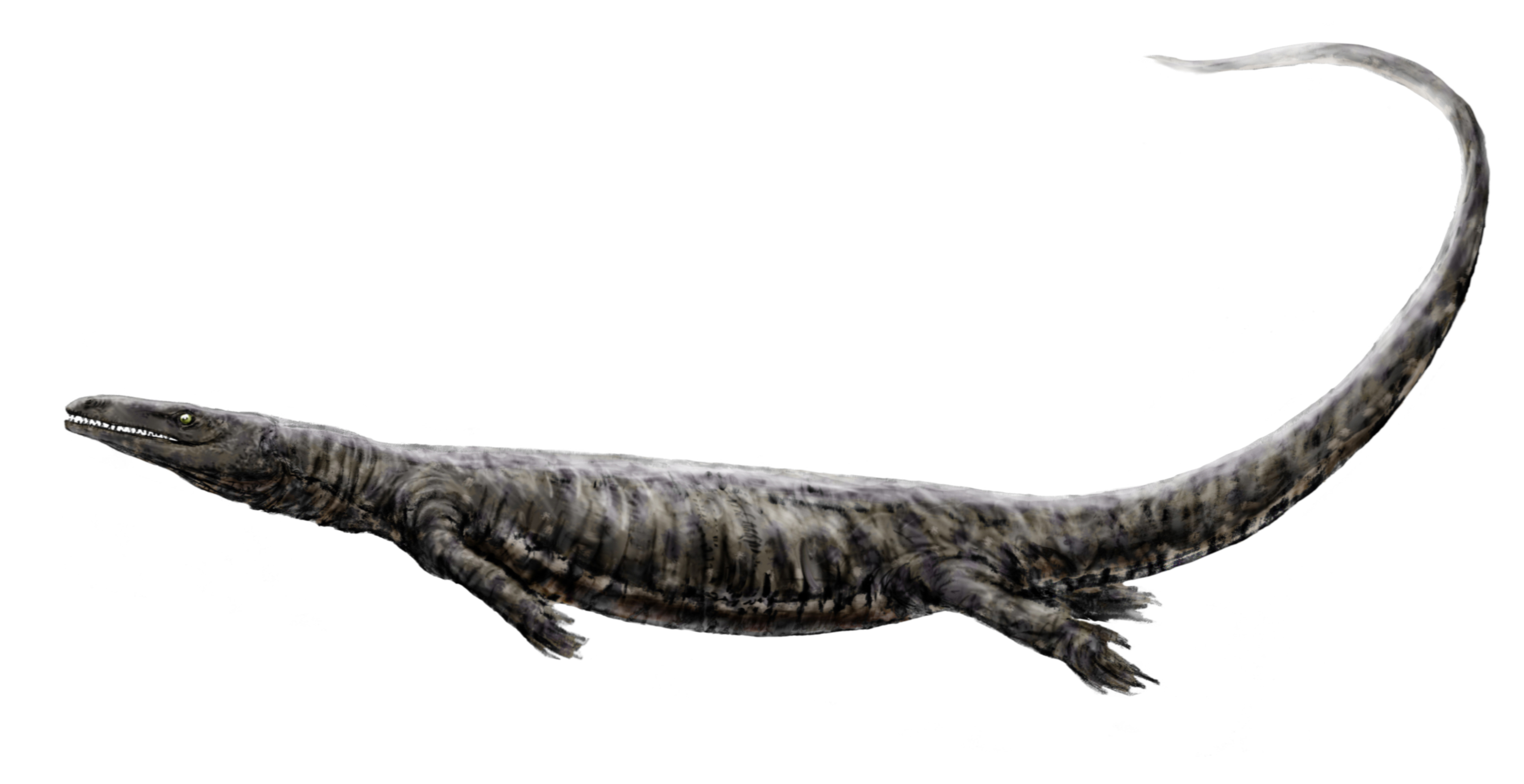 Drawing of Aigialosaurus bucchichi