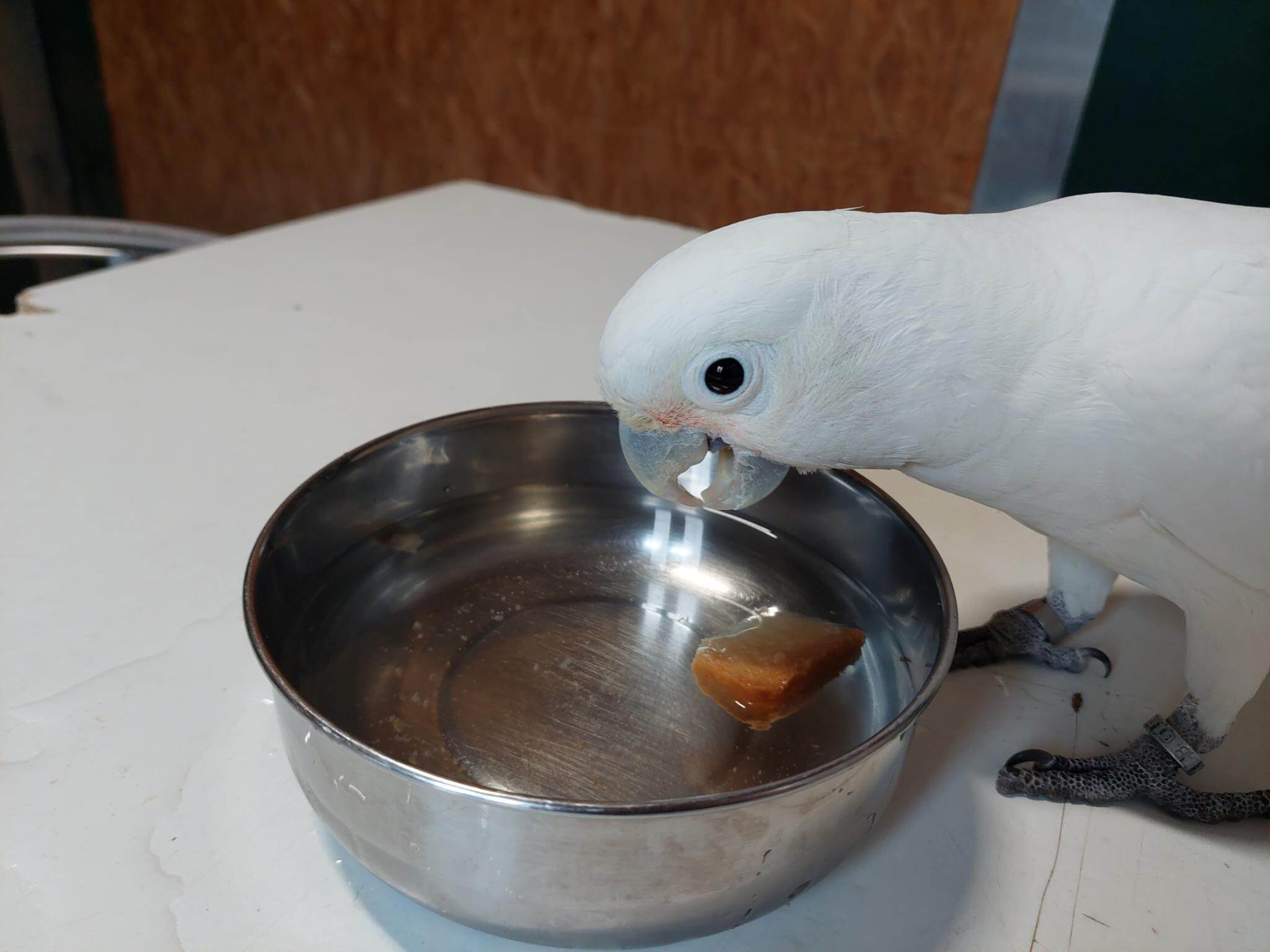 Goffin's cockatoo, a white bird, looking over a metal dish filled with water and a piece of rusk