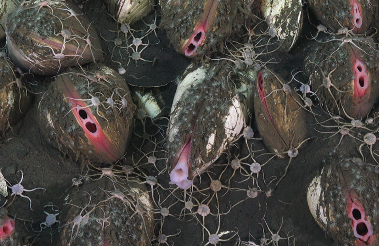 Vesicomyid clams at the Jacó Scar hydrothermal seep site.