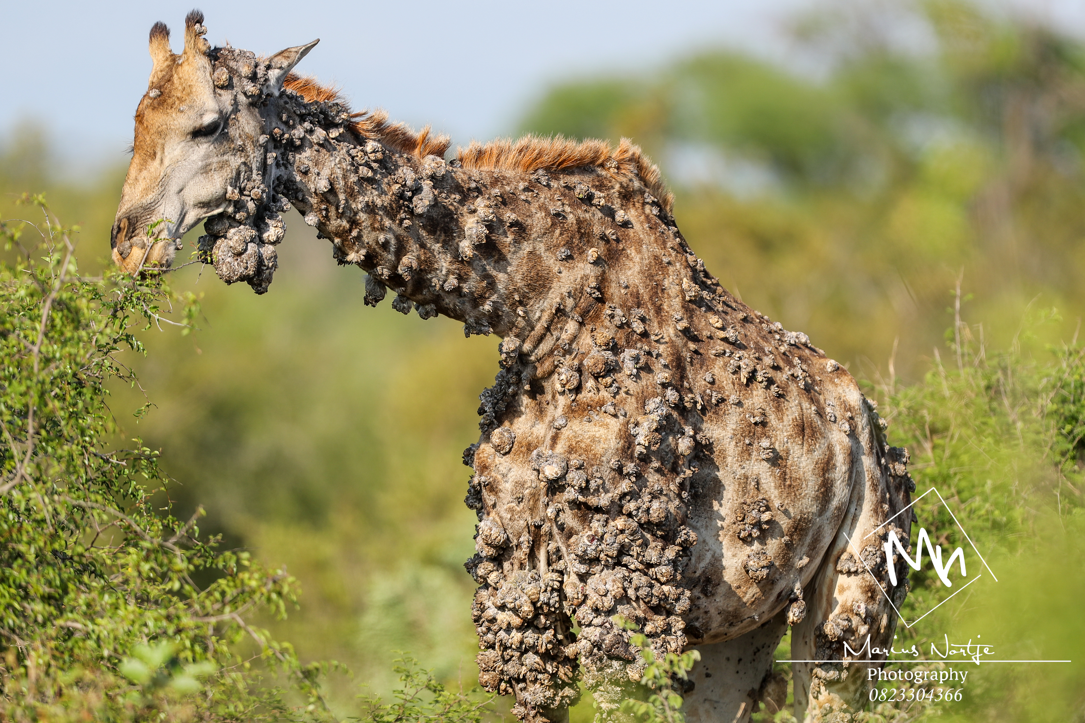 Giraffe is photographed from the front with a head, neck and body covered in skin nodules.