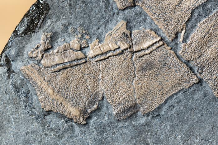 Plesiosaur fossil with preserved skin