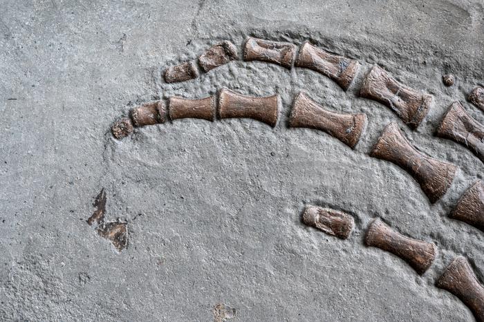 Plesiosaur flipper fossil with presereved scales