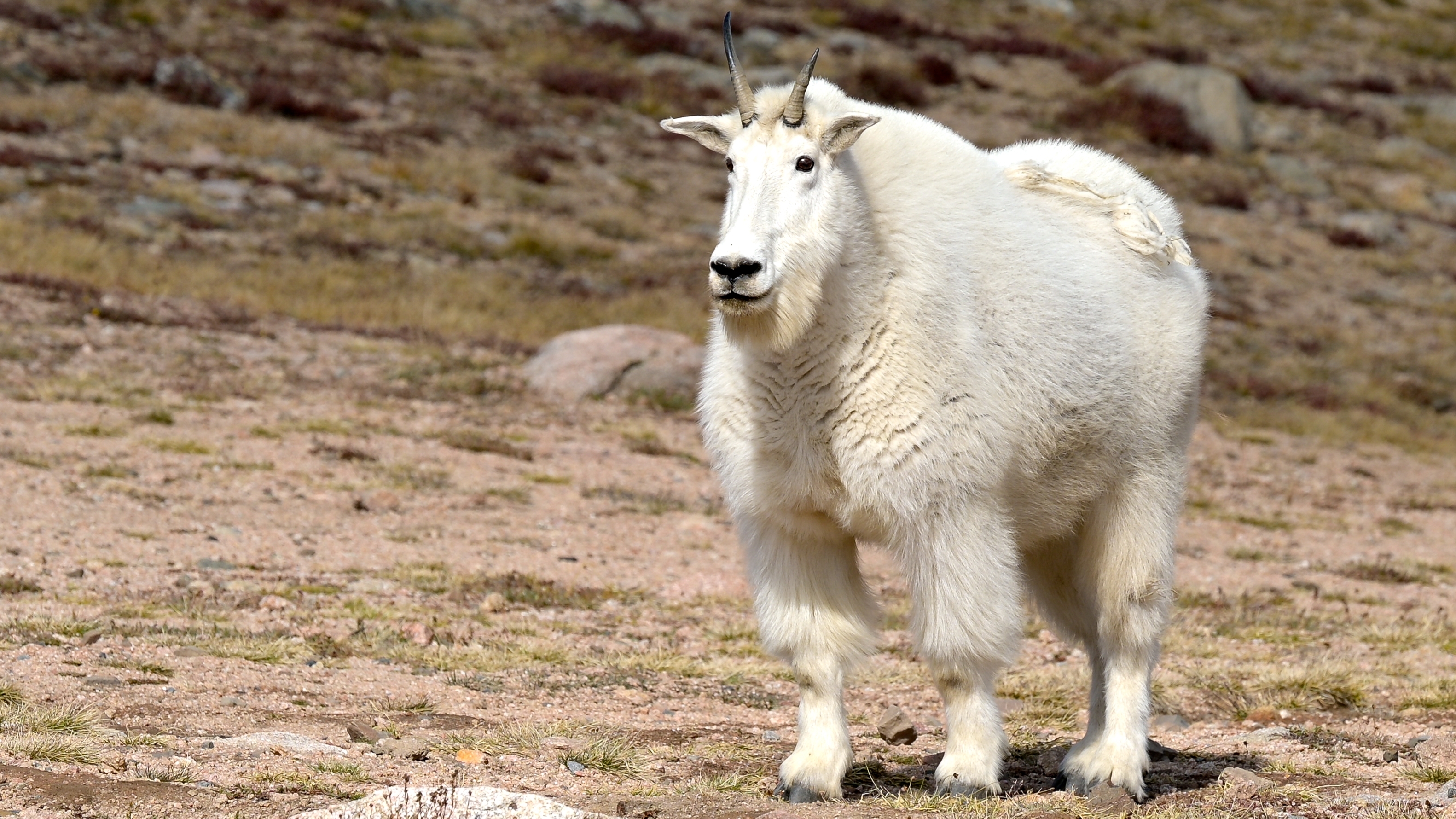 Mountain goat