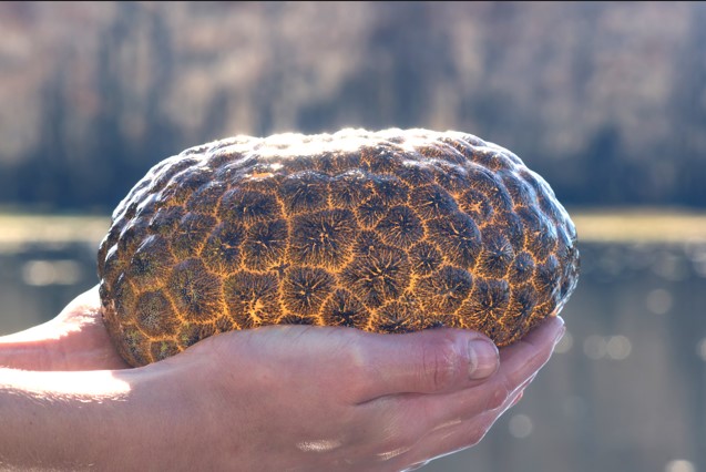 Bryozoan, or moss animal