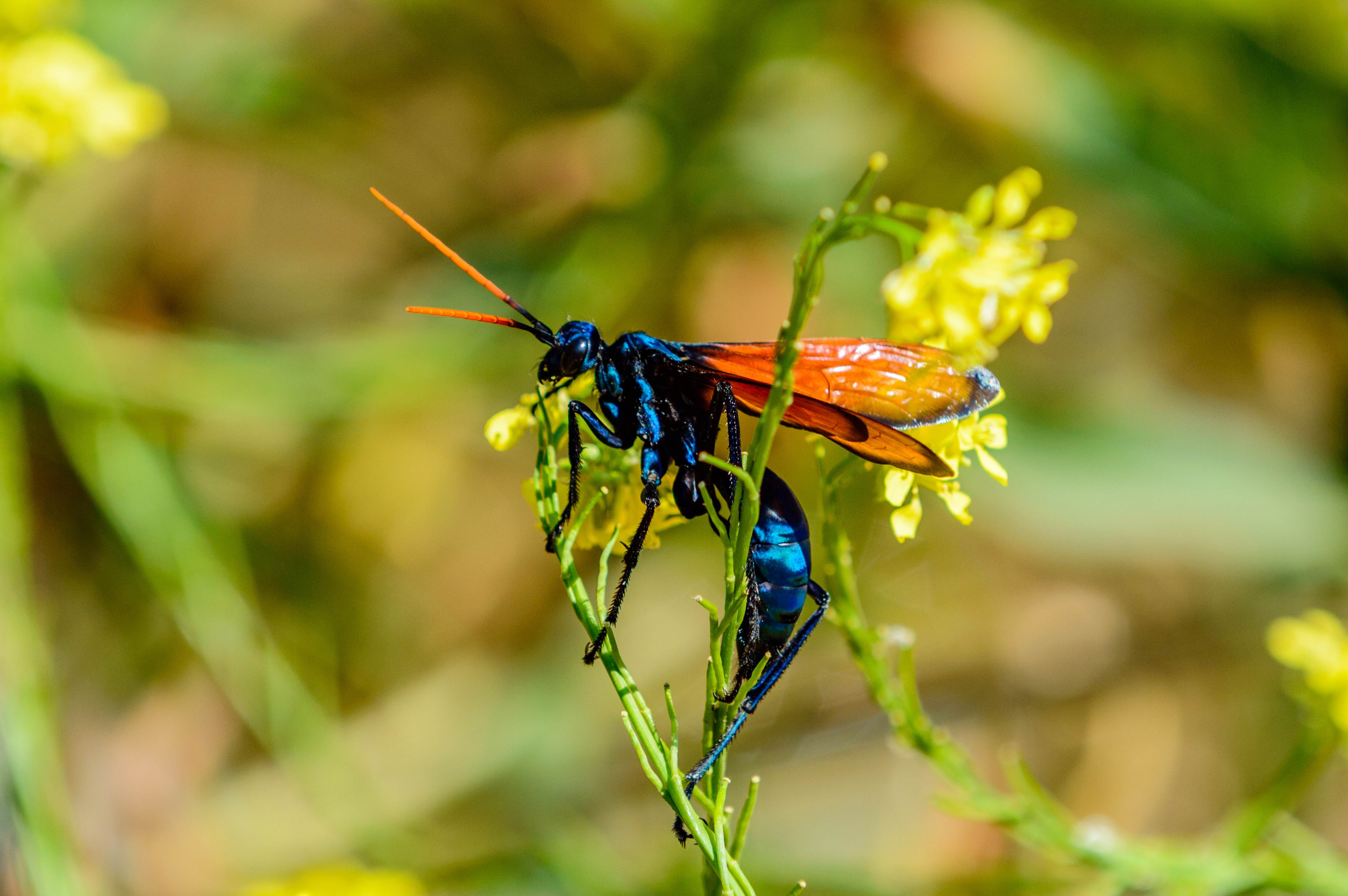 Tarantula hawk