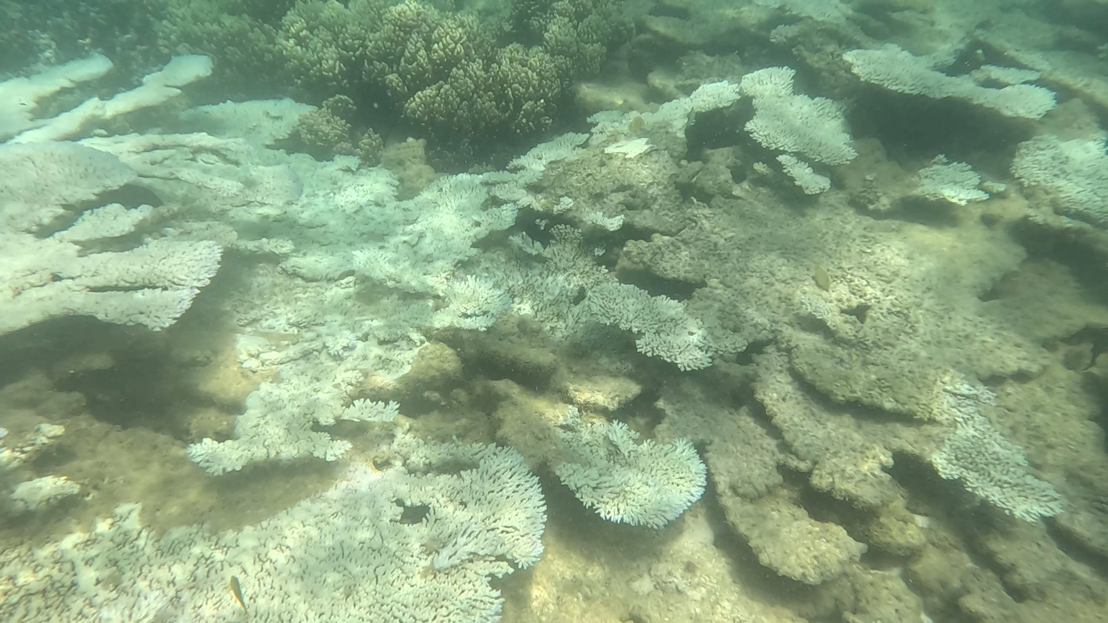 The bleaching is widespread at Turquoise Bay, a popular part of the reef.