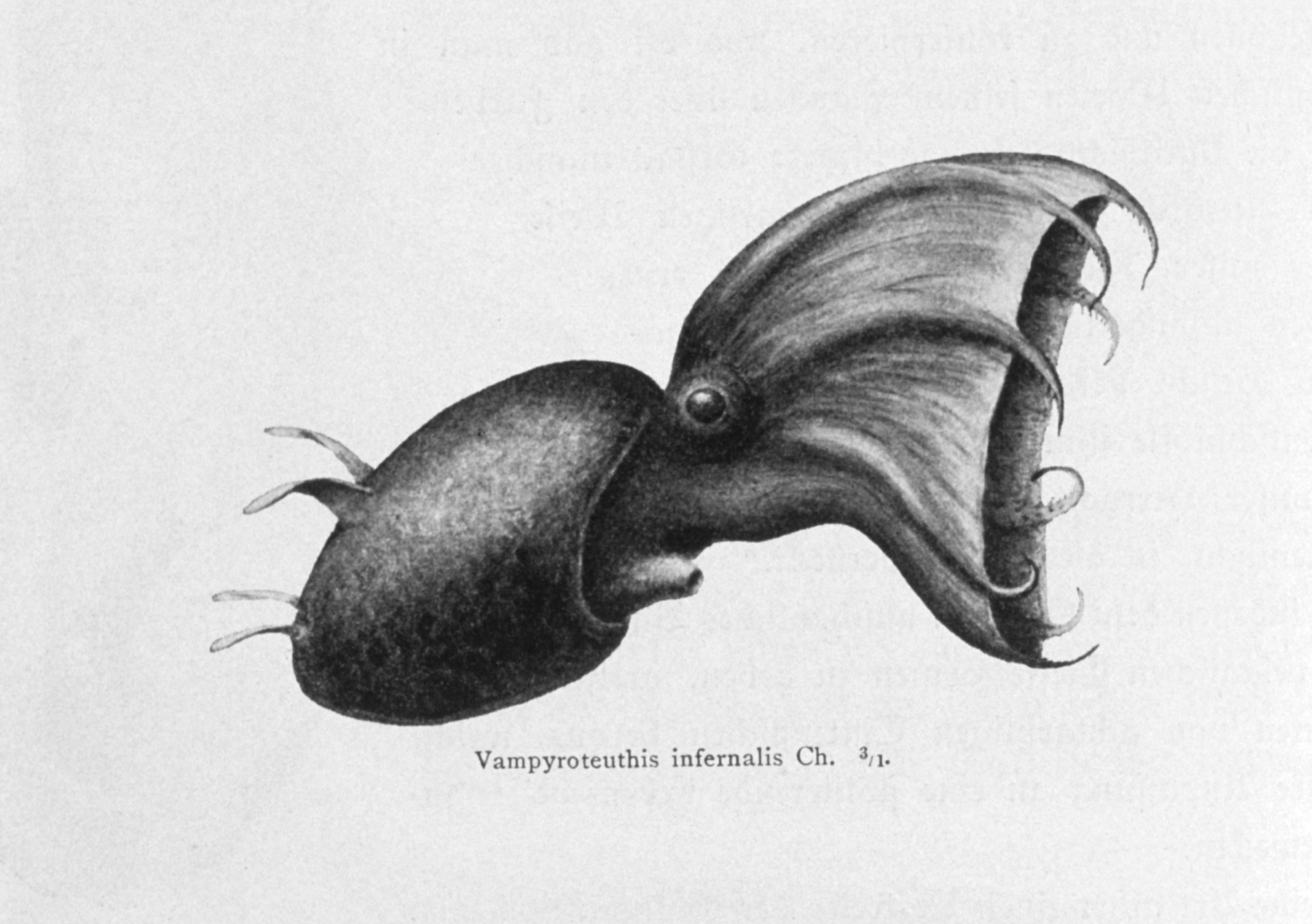 Vampire squid