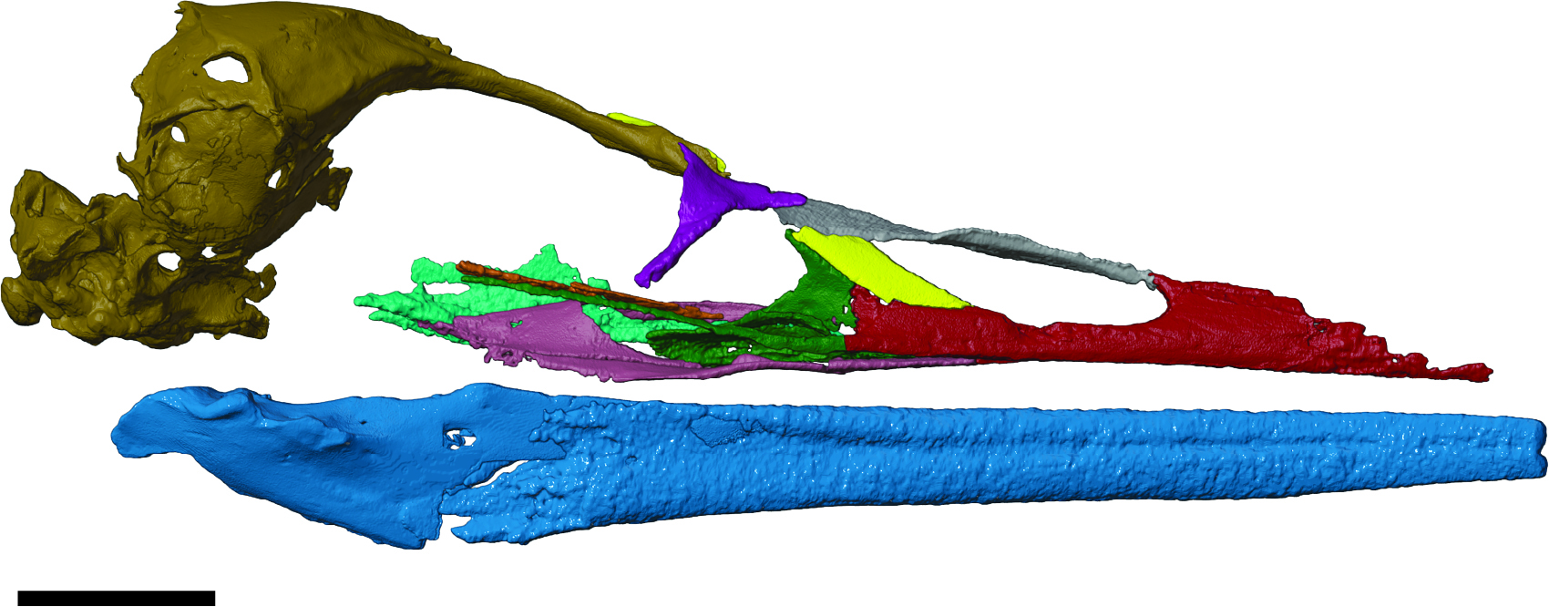 Digital reconstruction of the fossil skull and beak of the late Cretaceous bird Vegavis Iaai