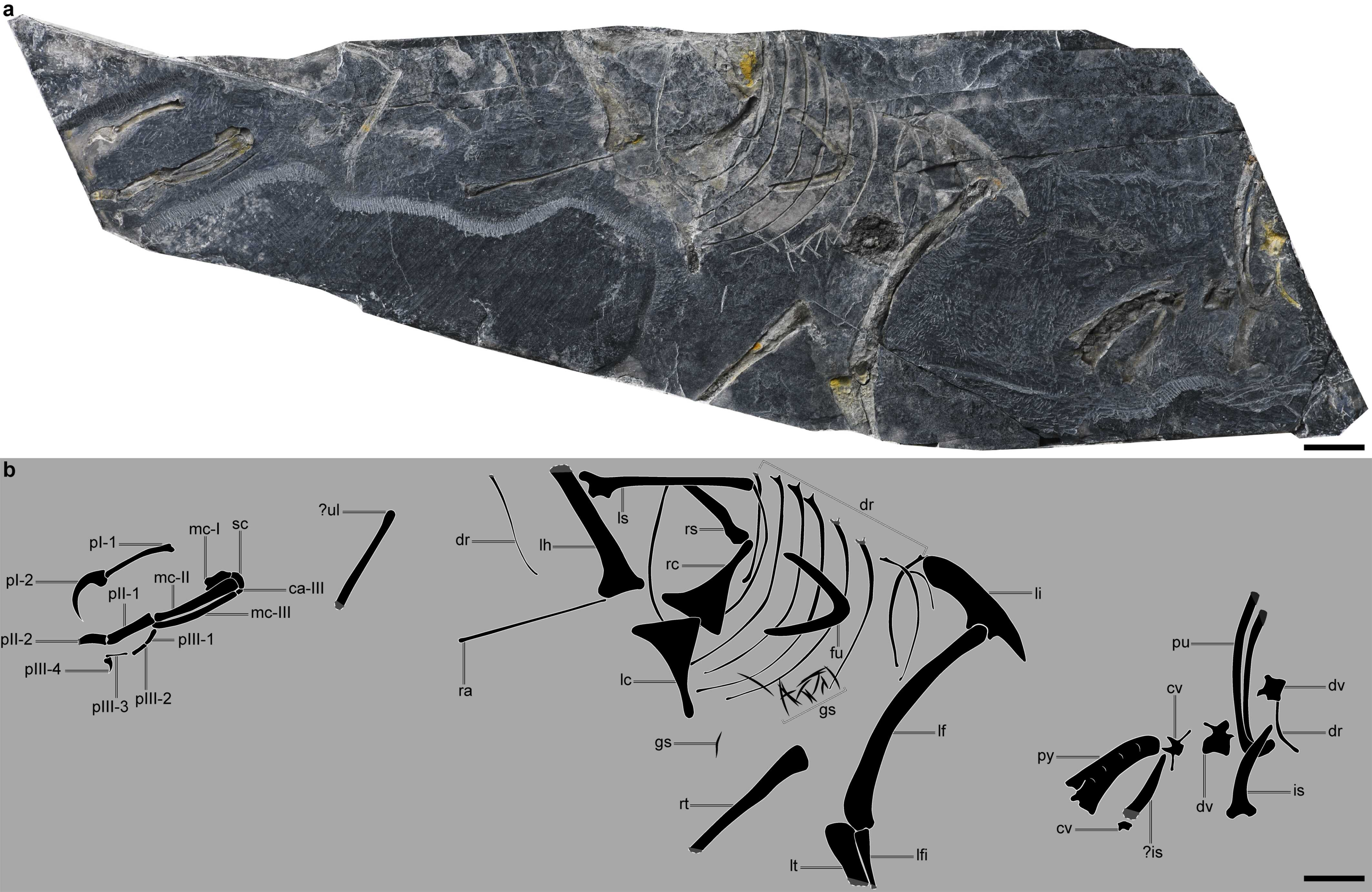 The rock containing the only known Baminornis zhenghensis specimen (a) and the surviving bones reconstructed into their location in the animal