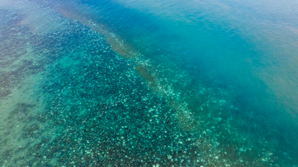 Anyone thinking the images of bleached corals have been cherry-picked from an otherwise healthy reef should consider this shot from the air.