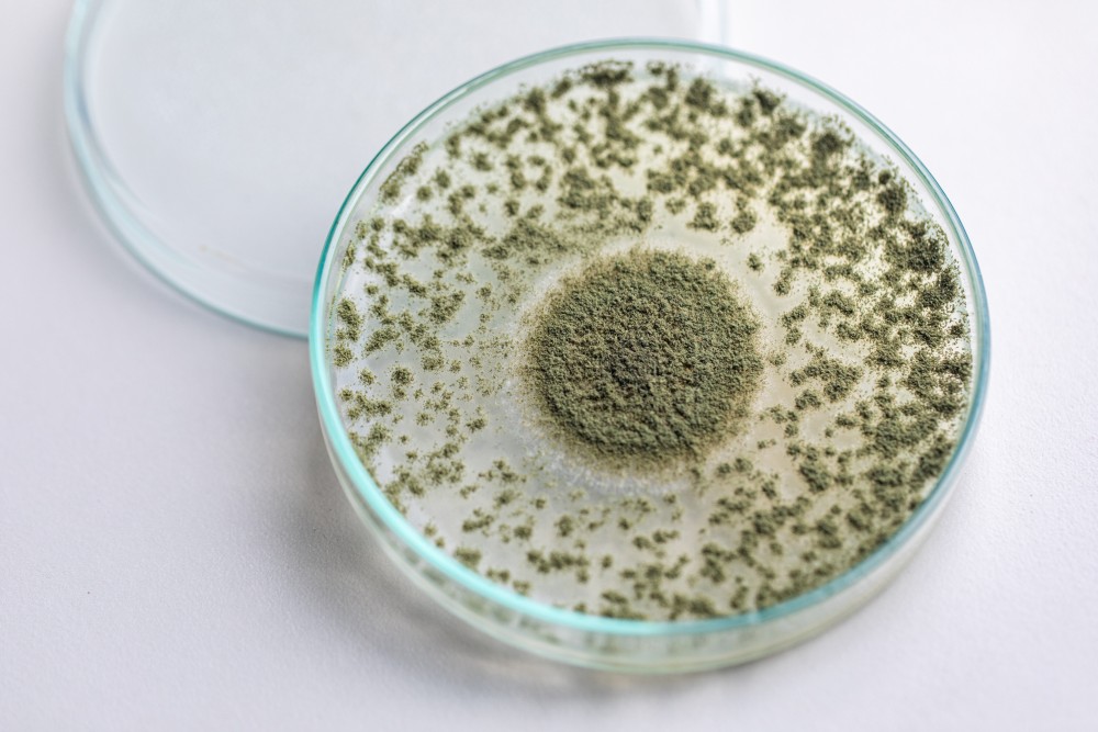 Aspergillus oryzae green in a dish