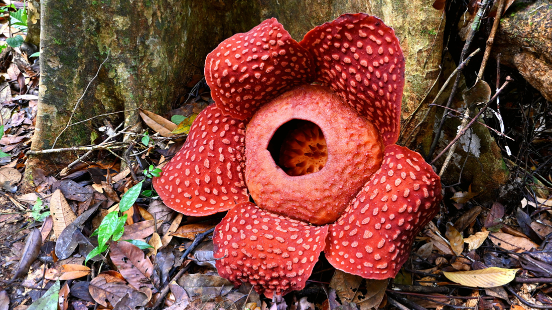 Rafflesia, the giant flower of Borneo