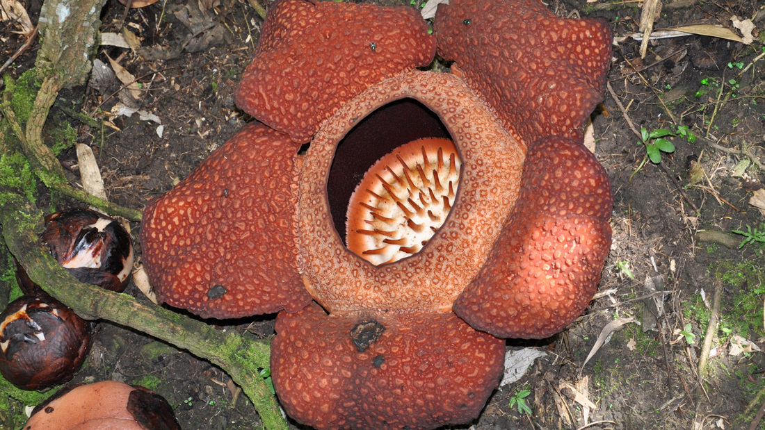 Rafflesia arnoldi on the forest floor next to its buds