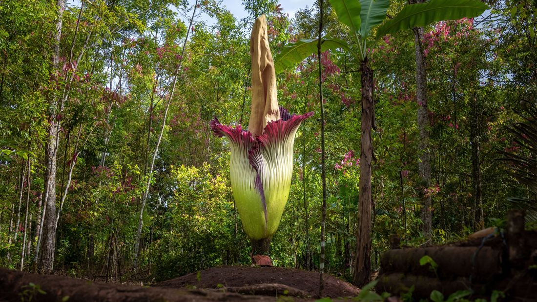 The giant corpse flower in forest