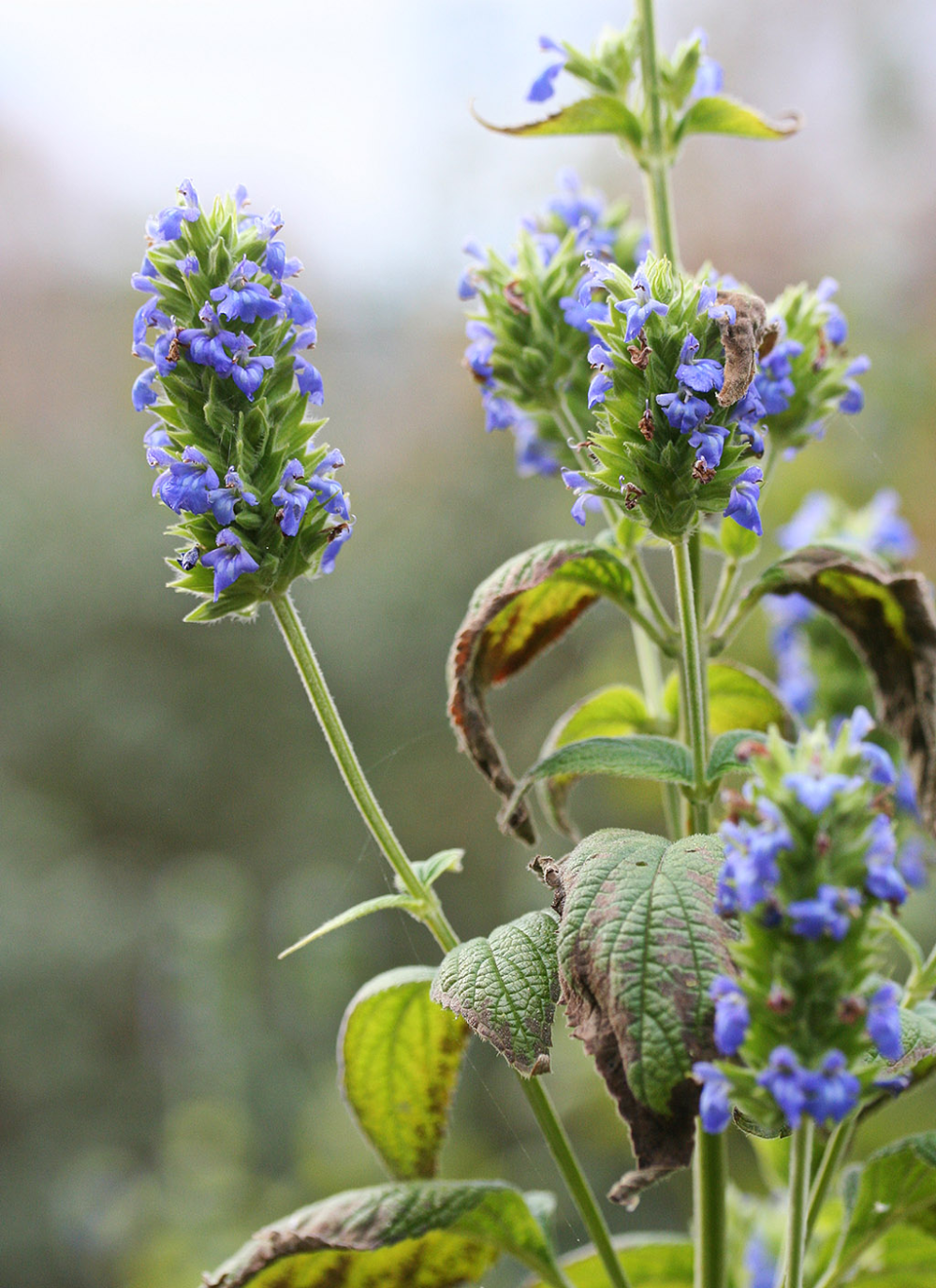 a green plant with small blue flowers