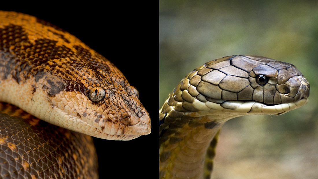 close up of a Kenyan sand boa (Gongylophis colubrinus) on the left and Closeup head of king cobra snake side view on the right