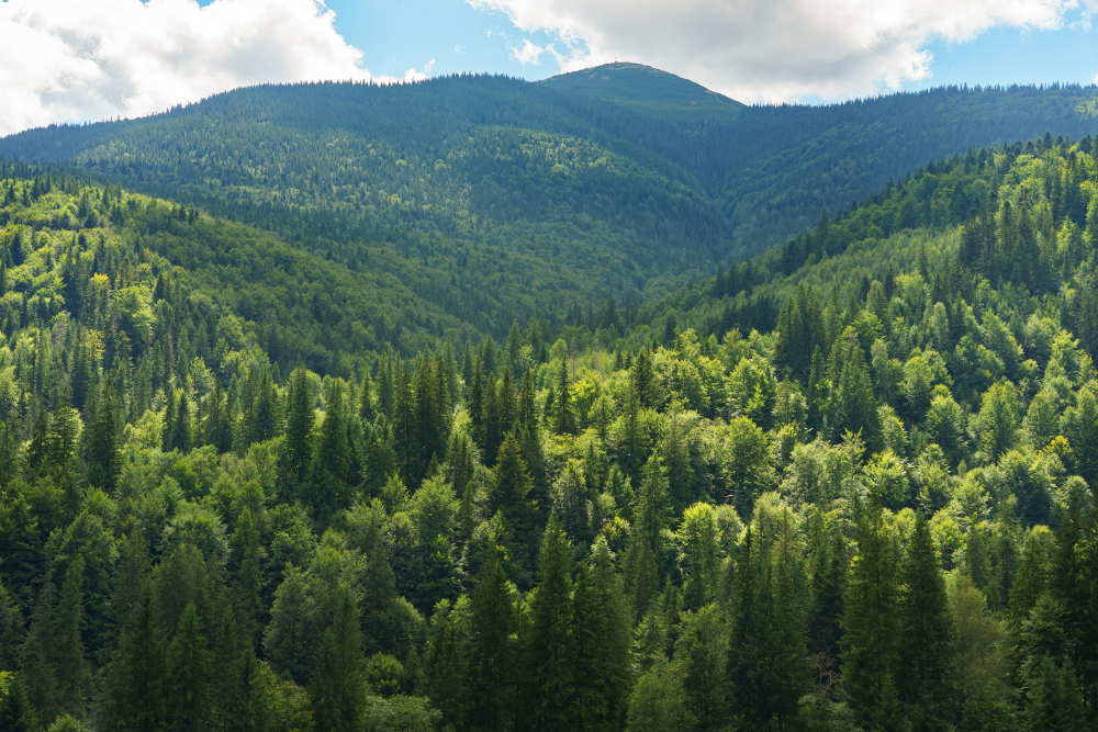 a forest spreading across mountains