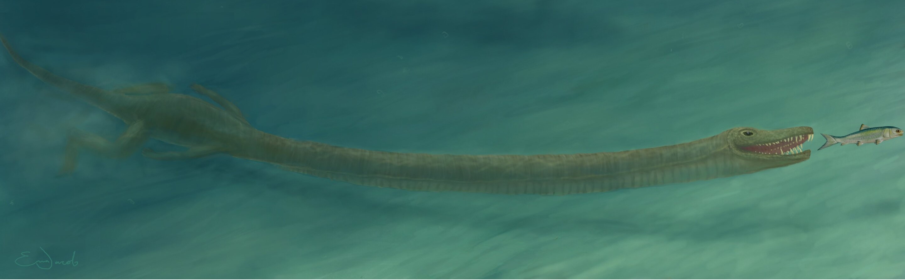 Artist's impression of Tanystropheus hunting underwater