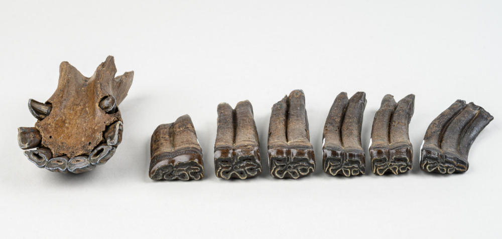 a bit of jaw and teeth from horse fossils