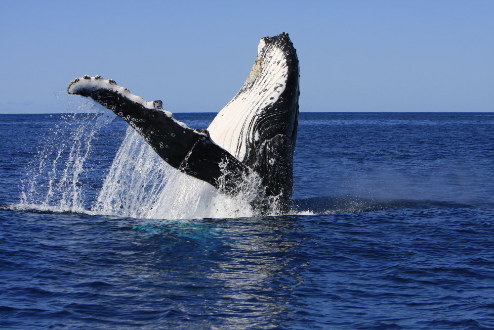 Breaching humpback whale in New Caledonia.