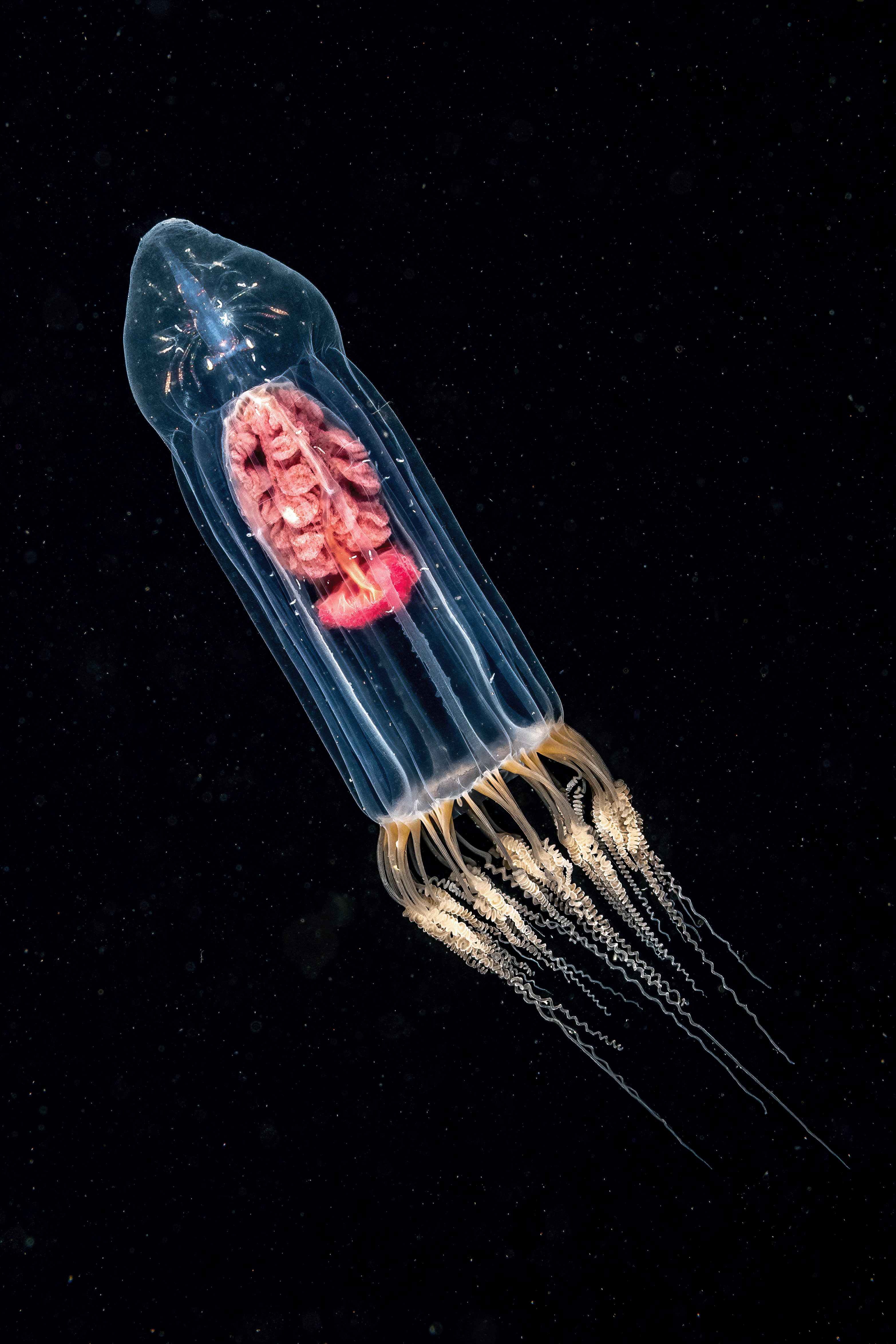 A jellyfish with a small shiny crustaecan inside the top half and a brain like structure in the body. It has trailing curled tentacles in white. 