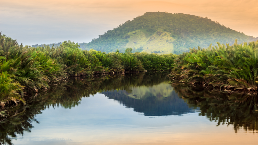 jungle dense vegetation overlooking water, mountain in the background