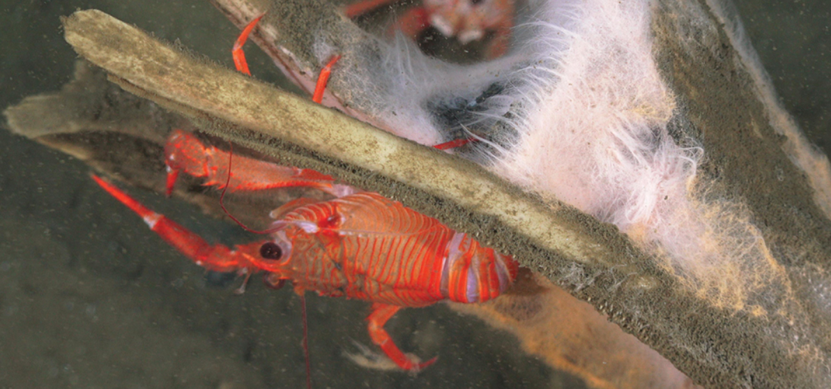 Squat lobsters feasting on an animal that's fallen to the seabed.