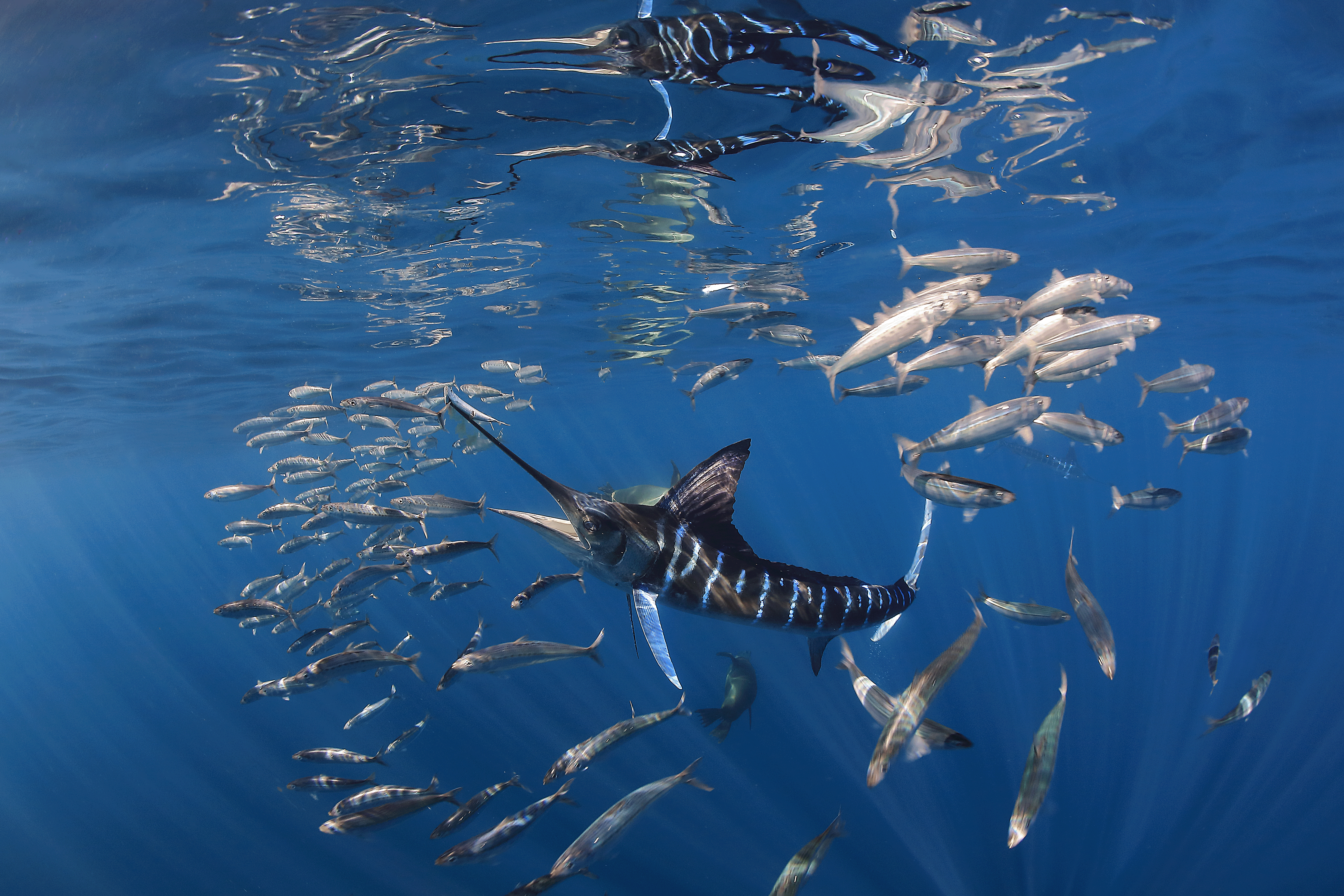 A large blue striped marlin is just below the surface of the water surrounded by a shoal of fish.