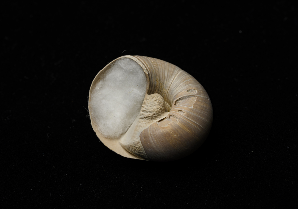 Moon snails are carnivorous, armed with a spiked tongue called a radula, which they use to eviscerate their prey.