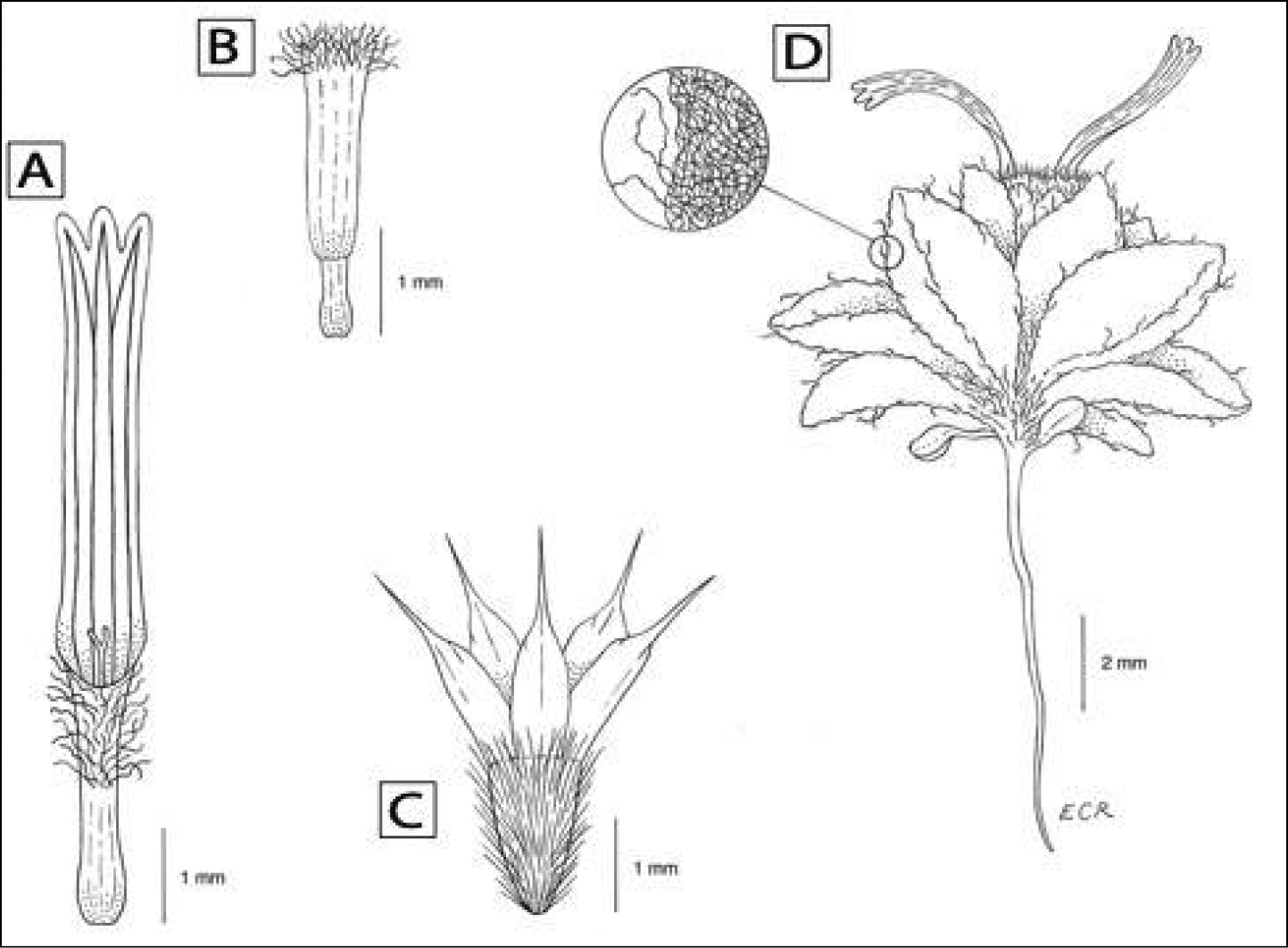 Line drawing of Ovicula biradiata